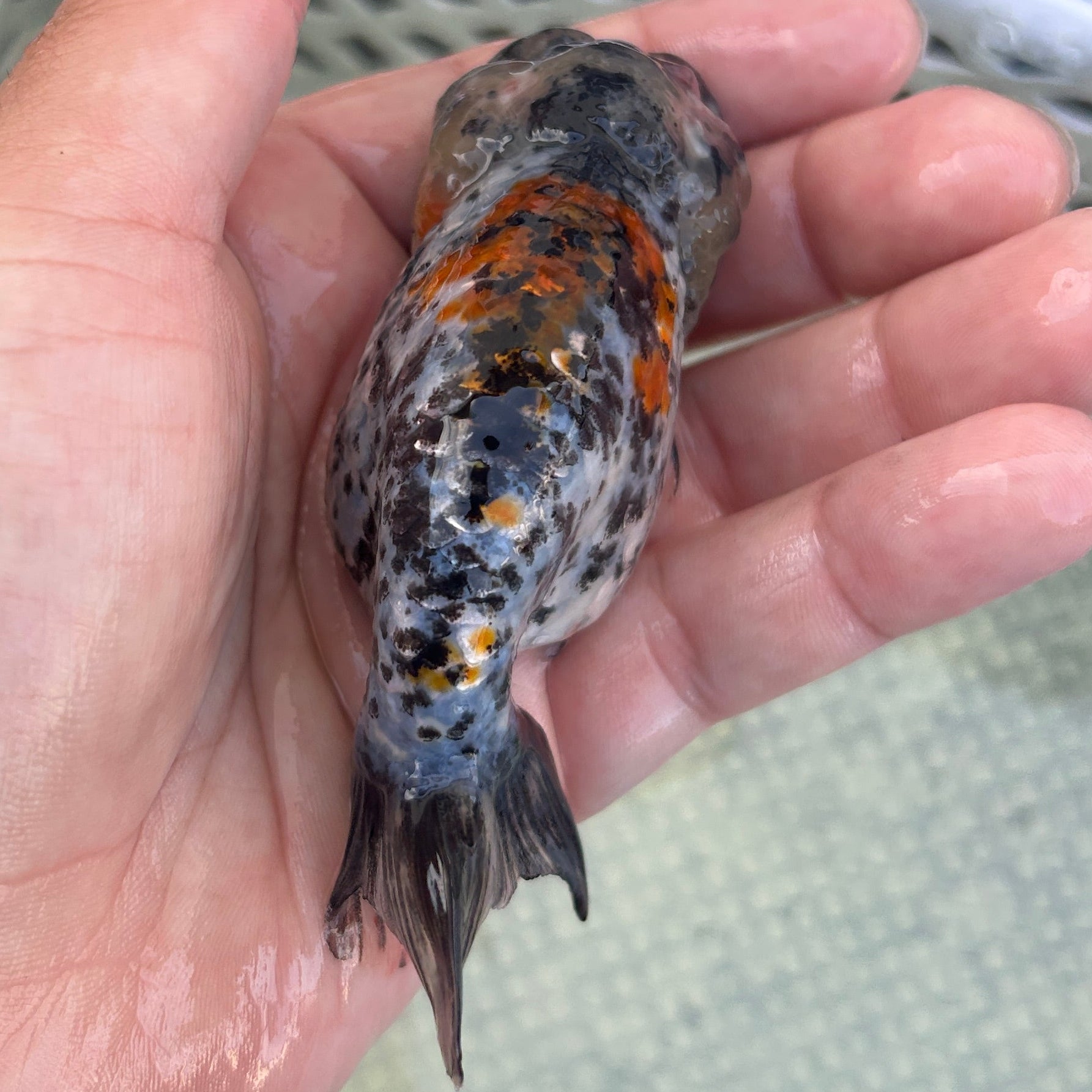 Live Premium Fancy Goldfish Thai Lionchu White Tiger 3” body Male 5 Months (JC-142) BlackTub#2