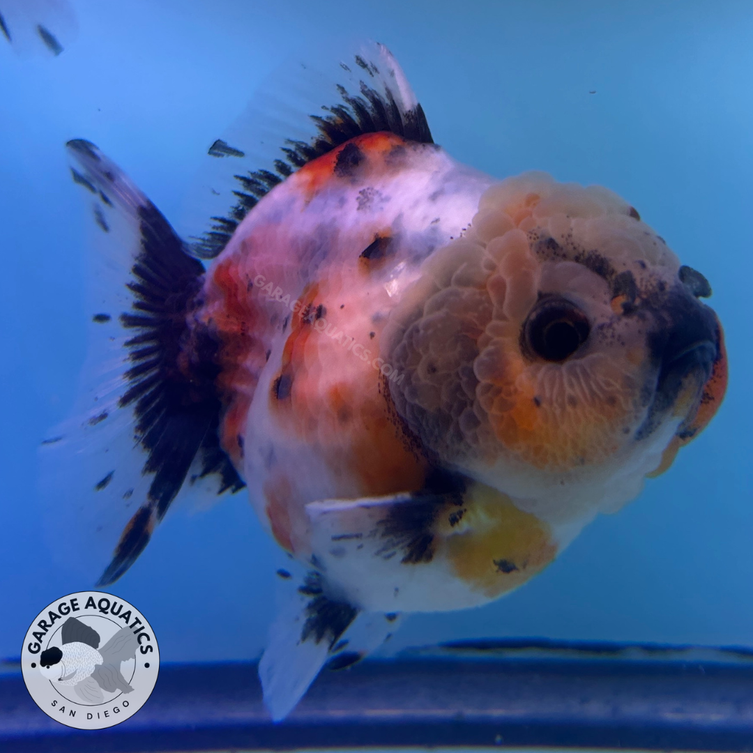 Live Premium Fancy Goldfish Thai Oranda Yuanbao Calico 3” body Female (JC-090) R1C03