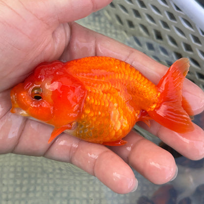 Live Premium Fancy Goldfish Thai Lionchu Lucky Red 3” body Male 5 Months (JC-144) BlackTub#2