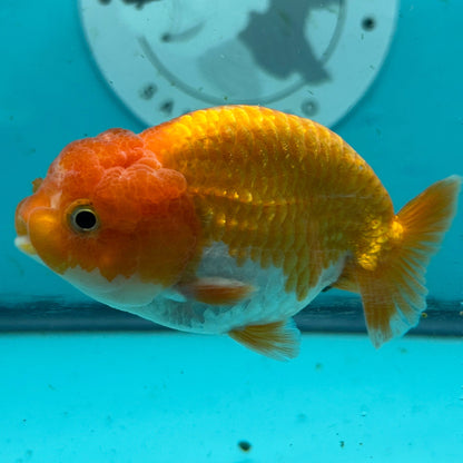 Live Premium Fancy Goldfish Thai Lionchu Red & White 3" Male Body (DON-006)