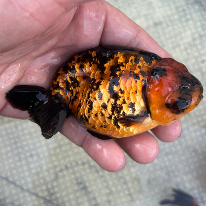 Live Premium Fancy Goldfish Thai Lionchu Red Tiger 3” body Male 5 Months (JC-143) BlackTub#2