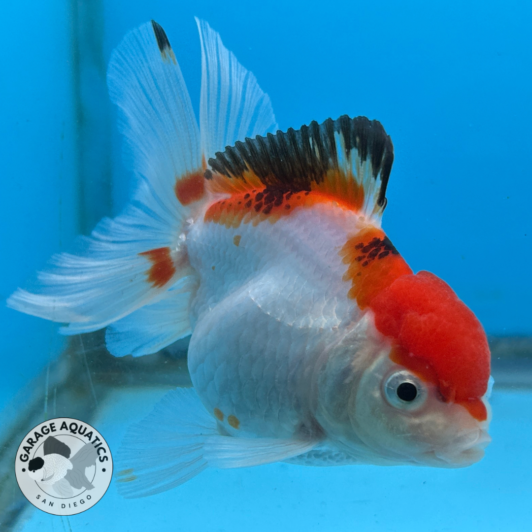 Thai Oranda Tri-Color Red Cap Yuan Bao Short Tail Male 3” Body 7 Months (JC-036)