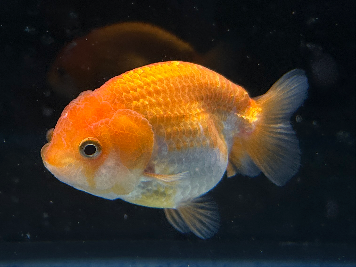 Thai Ranchu Red & White Female 2.5” Body 4 Months(JC-004)