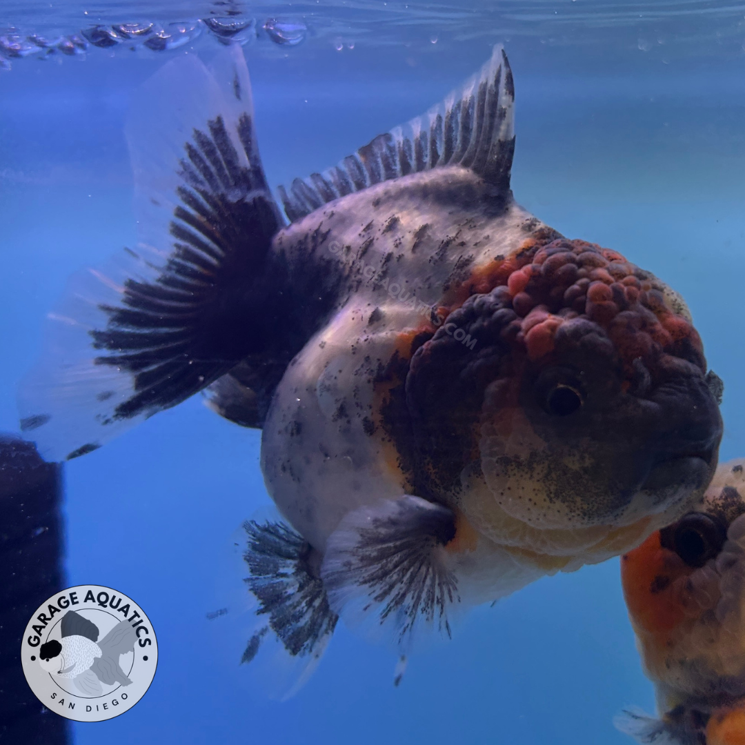 Live Premium Fancy Goldfish Thai Oranda Yuanbao Calico 3” body Female (JC-089) R1C03