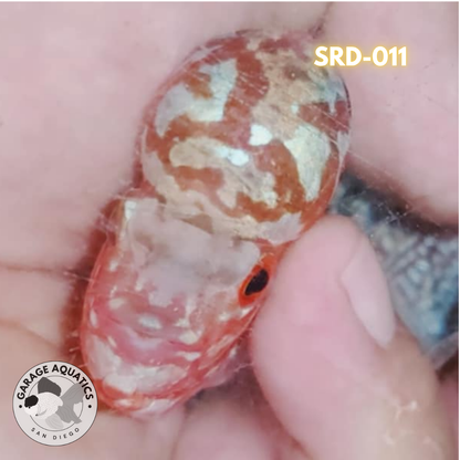 F1 Super Red Dragon Flowerhorn MALE 2" inch King Kamfa BIG KOK (SRD-011) D25-3