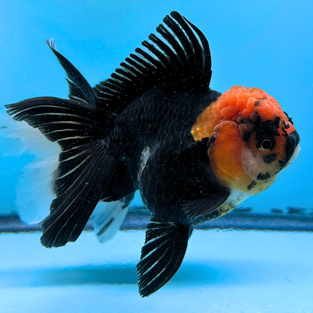 Live Premium Fancy Goldfish Thai Oranda Red Cap Black Body 3.5” body Female 8 Months (JC-112) R1C02