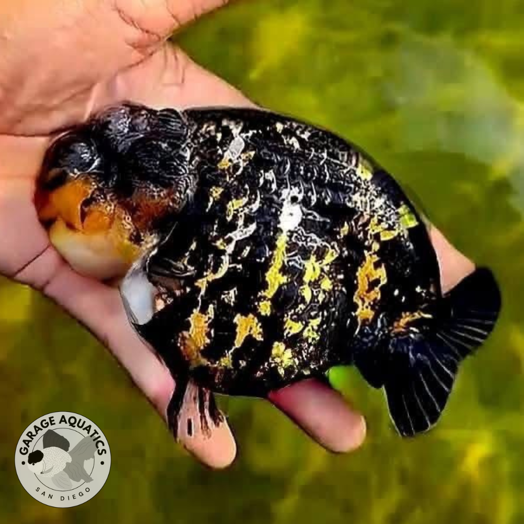 Live Premium Fancy Goldfish Thai Ranchu Yellow Tiger 2” Body (Our Choi ...