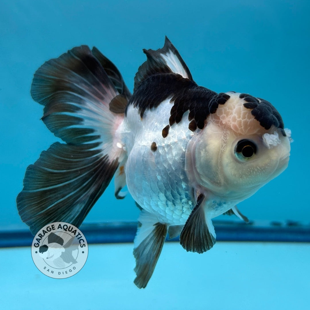 Grade AAA Thai Oranda Panda Rose Tail Strong Body Structure 3.5” Body Male 8 Months (JC-007)