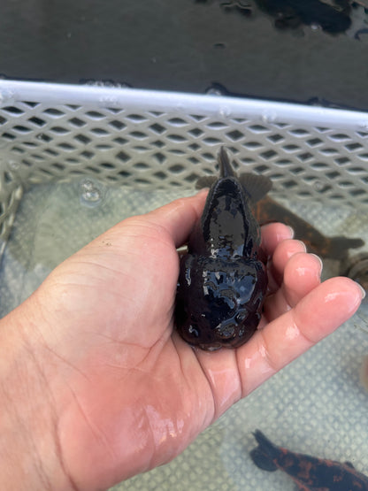 Live Premium Fancy Goldfish Thai Lionchu Black 3.5” body Male 7 Months (JC-145) BlackTub#2