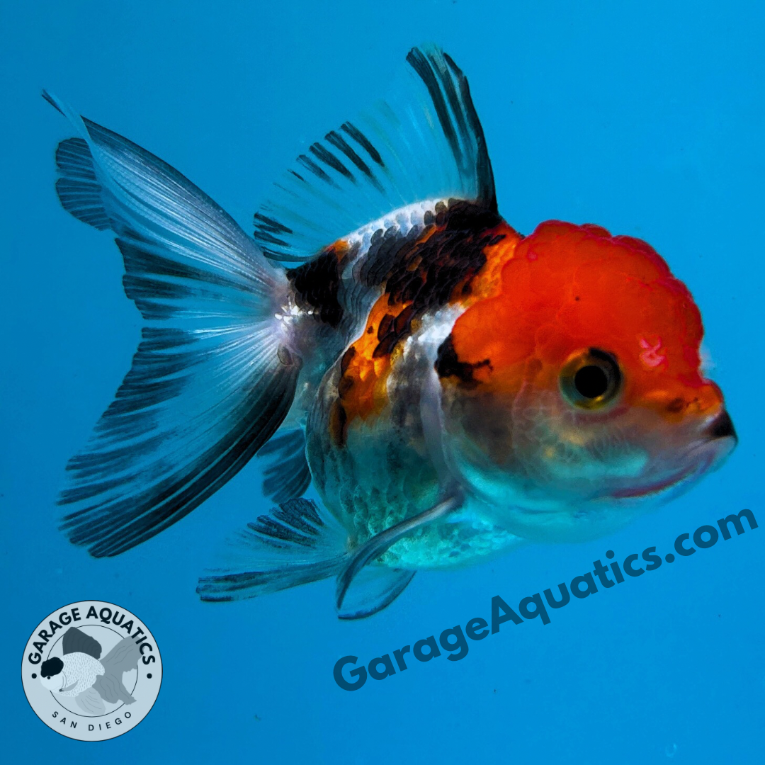 Live Premium Fancy Goldfish Thai Oranda Tri-Color 2" Body 3 Months (JC-105) R1C02