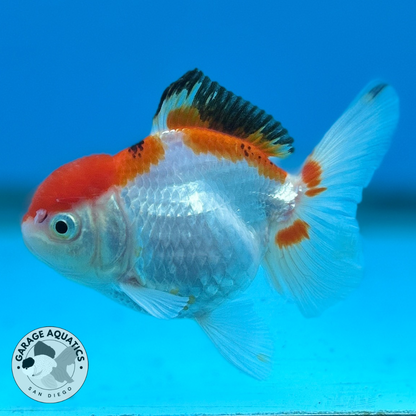 Thai Oranda Tri-Color Red Cap Yuan Bao Short Tail Male 3” Body 7 Months (JC-036)