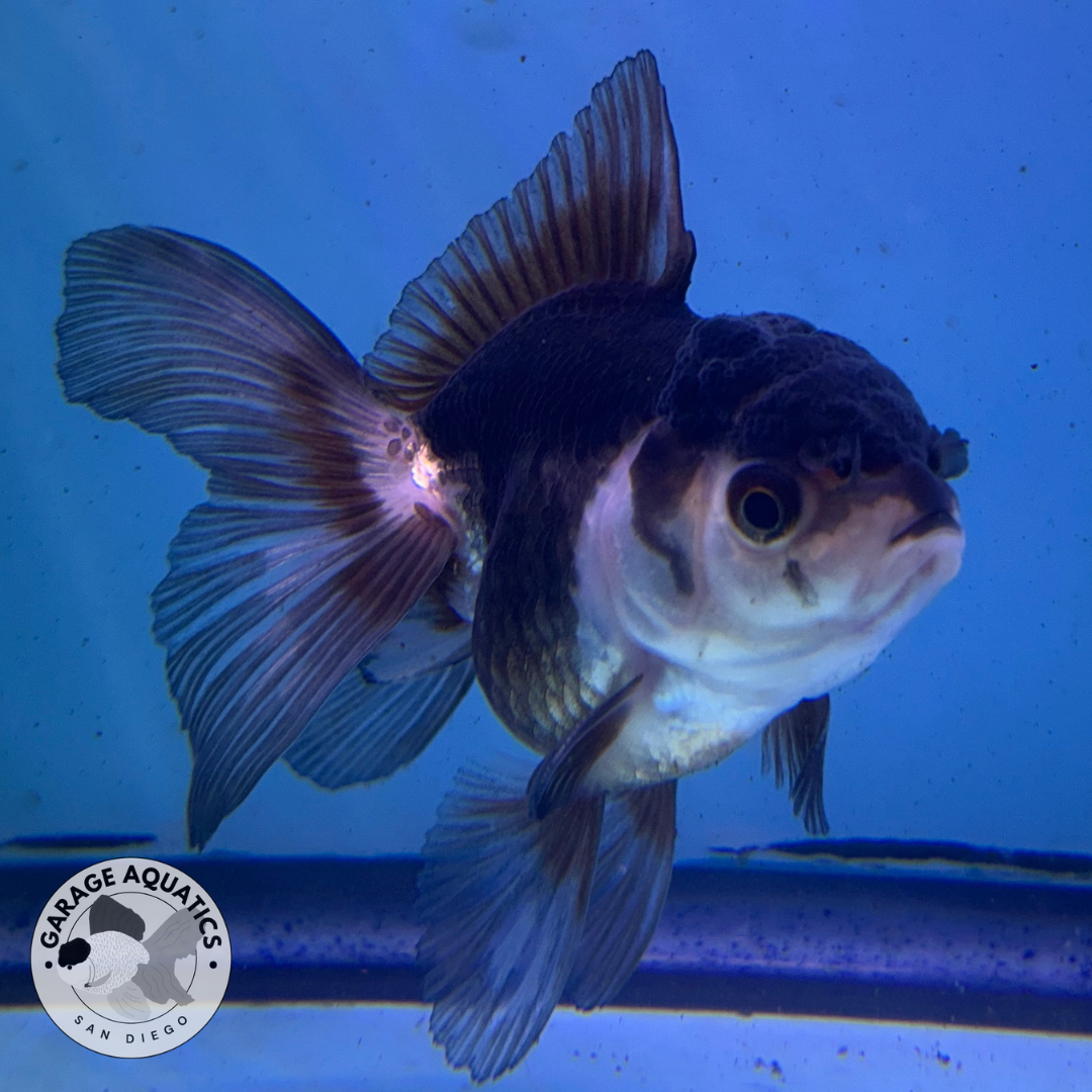 Live Premium Fancy Goldfish Thai Oranda Panda 2.5" Body (JC-082) R1C02