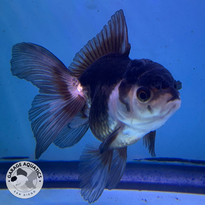 Live Premium Fancy Goldfish Thai Oranda Panda 2.5" Body (JC-082) R1C02