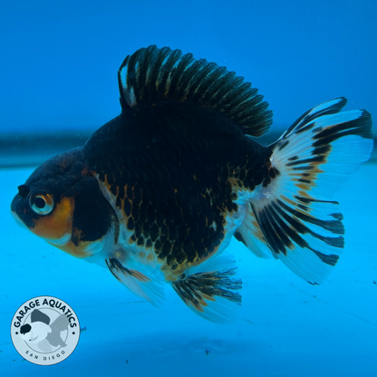 Thai Oranda Tri-Color Yuan Bao Short Tail Male 3” Body 7 Months (JC-037)