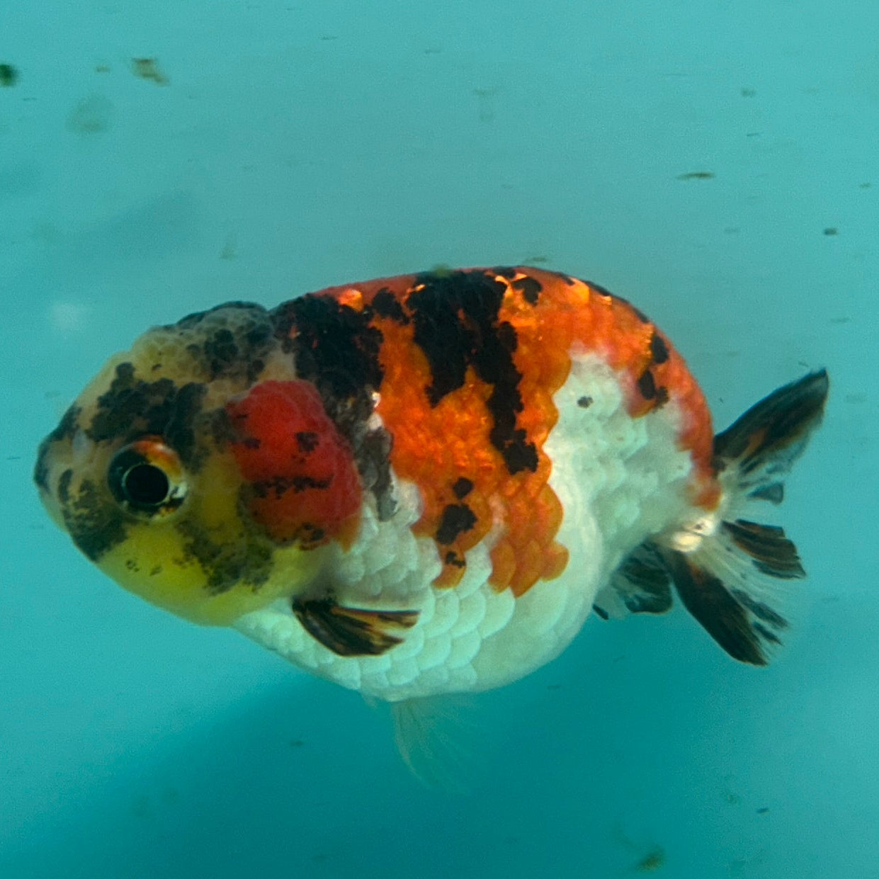 A small live fish with orange, black, and white mottled coloring swimming in a clear tank with turquoise water. A circular sticker is visible in the top right corner.