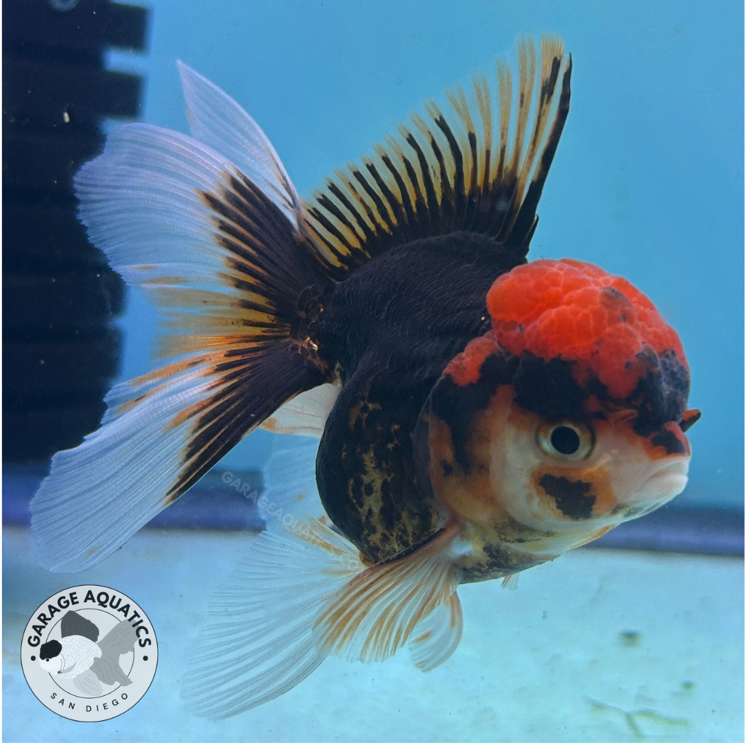 Live Premium Fancy Goldfish Thai Oranda Tri-Color 2.5" Body (JC-081) R1C02