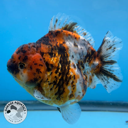 NK Thailand Thai Oranda Short Tail Tiger Calico 4” Body Female (JC-020) R1C4 (FREE 2 DAY SHIPPING)