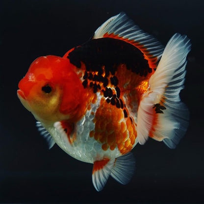 SHOGUN Thai Oranda Short Tail Yuan Bao Direct From Farm (Our Choice)