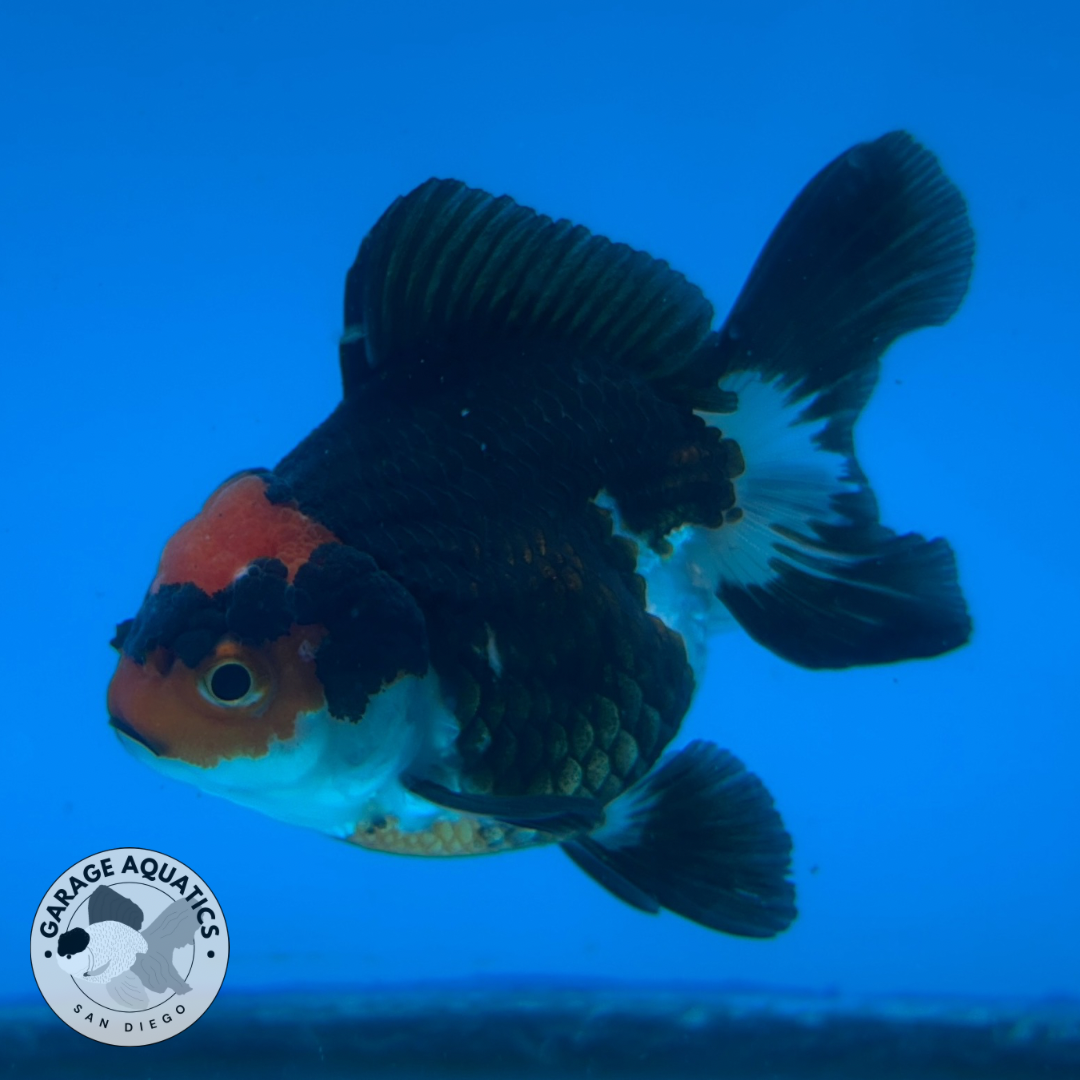 Thai Oranda Tri-Color Red Cap Yuan Bao Short Tail Female 3” Body 7 Months (JC-035)