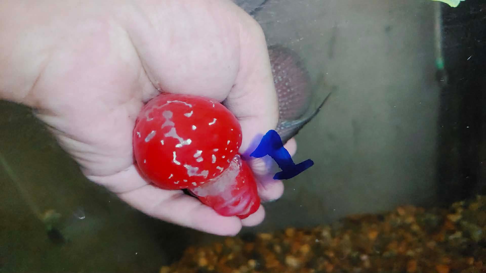 Super Red Dragon Flowerhorn MALE 4" inch MONSTER KOK (SRD-025)