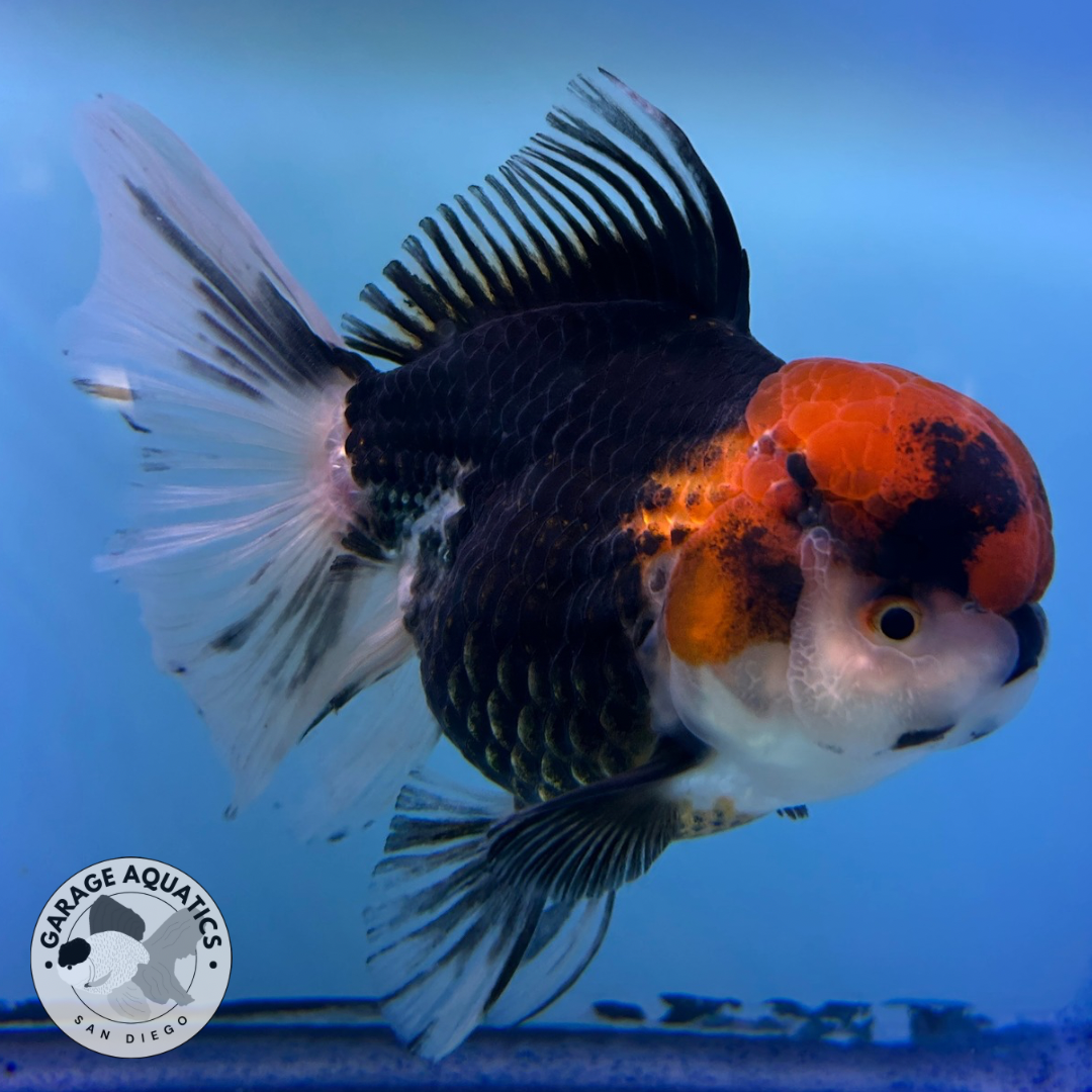 Live Premium Fancy Goldfish Thai Oranda Panda Red Cap Black Body Undertone Large Wen Orchid Tail Female 4” Body 8 Months (JC-073)