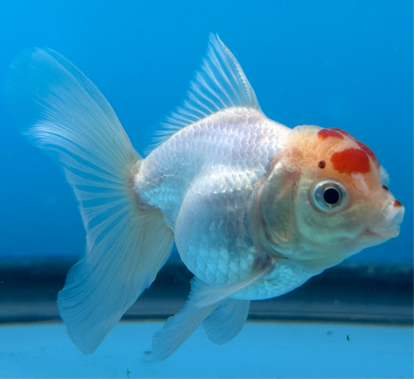 Thai Oranda Red & White Cap 2.5” Body Male 4 Months (JC-012)