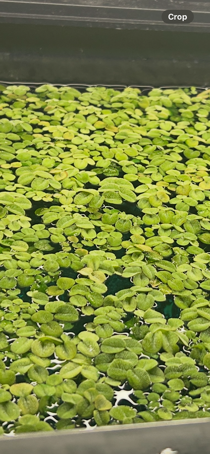 Water Spangles (Salvinia minima) – Live Floating Plant | 2oz Cup