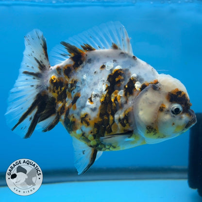 NK Thailand Thai Oranda Short Tail White Tiger Calico 4” Body Female (JC-028) R1C4 (FREE 2 DAY SHIPPING)