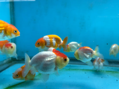 Live Fancy Goldfish Premium Select A Grade Our Choice Mix Color Ranchu 1.5"~2" Inch (JC)