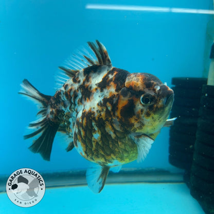 NK Thailand Thai Oranda Short Tail White Tiger Calico 4” Body Male (JC-021) R1C4 (FREE 2 DAY SHIPPING)