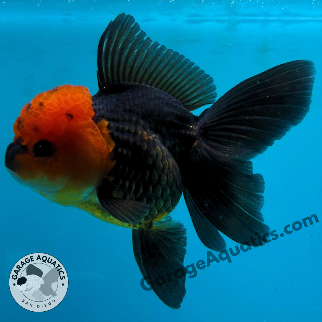 Live Premium Fancy Goldfish Thai Oranda Red Cap Black Body 3.5” body Female 8 Months (JC-108) Show Tank
