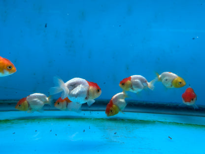 Live Fancy Goldfish Premium Select A Grade Our Choice Mix Color Ranchu 1.5"~2" Inch (JC)