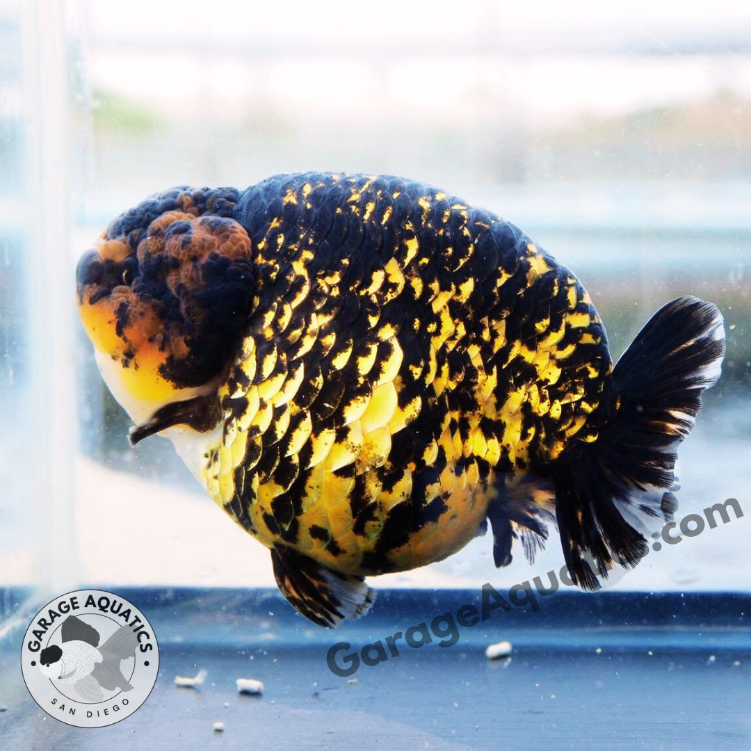Live Premium Fancy Goldfish Red Tiger Giant Structure Ranchu Our Choice (Our Choice)