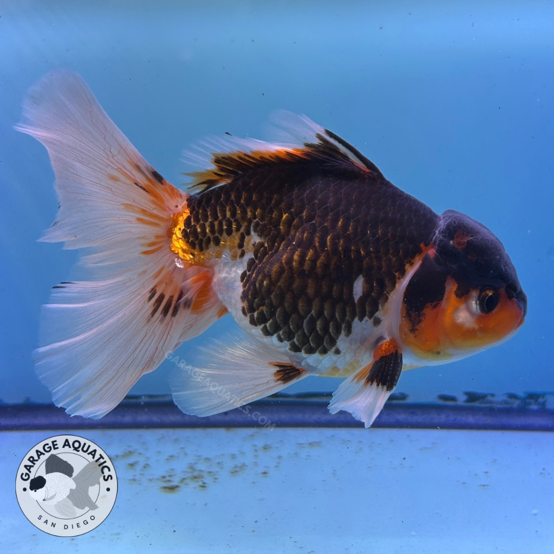 Live Premium Fancy Goldfish Thai Oranda Tri-Color Giant Breed Peacock Orchid Tail Male 4” Body 8 Months (JC-080)