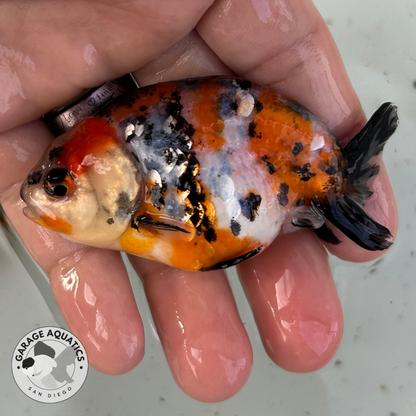 Live Fancy Goldfish Premium Select Our Choice Galaxy Calico Ranchu (Our Choice)