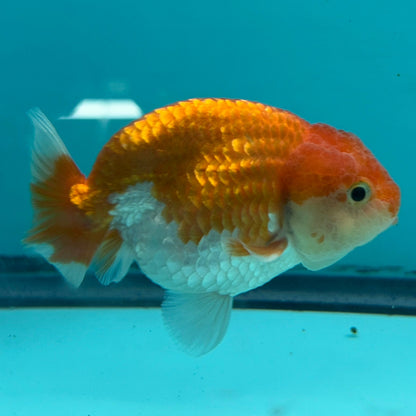 An orange and white goldfish swimming inside a blue-tinted aquarium tank, with part of another fish visible on the left and a round sticker on the right wall.