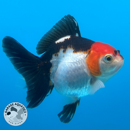 Thai Oranda Tri-Color Yuan Bao Short Tail Male 3” Body 7 Months (JC-040)