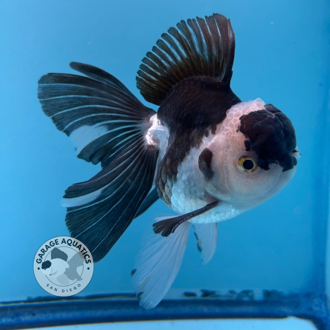 Grade AAA Thai Oranda Panda Rose Tail Strong Body Structure  3.5” Body Male 8 Months (JC-008)