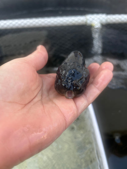 Live Premium Fancy Goldfish Thai Lionchu Black 3.5” body Male 7 Months (JC-145) BlackTub#2