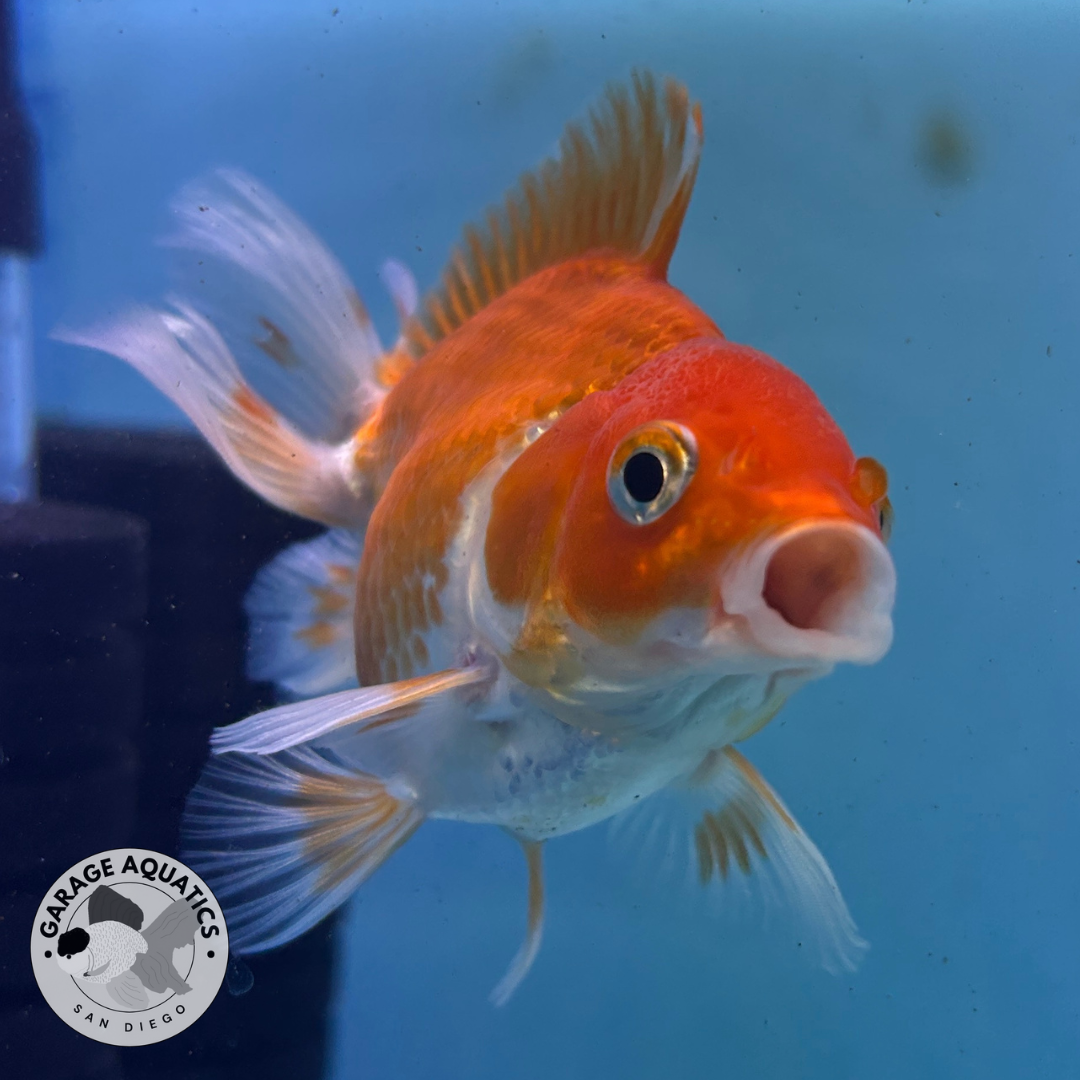 Live Premium Fancy Goldfish Thai Oranda Red & White 3" Body (JC-086) R1C01