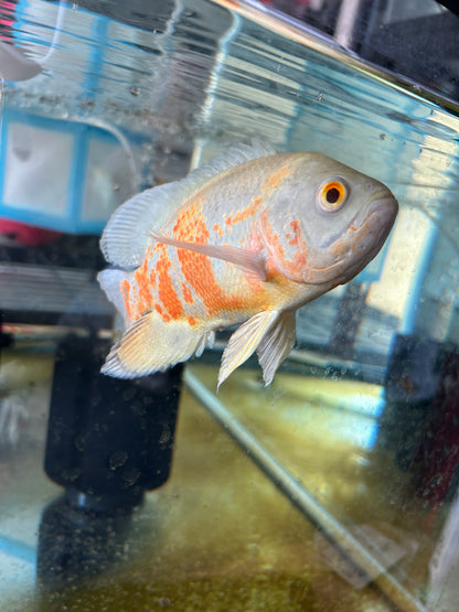 Albino Oscar 5-6 Inch