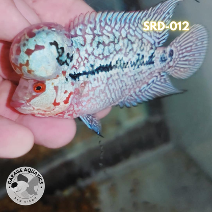 F1 Super Red Dragon Flowerhorn MALE 2" inch King Kamfa BIG KOK (SRD-012) CUBE-01