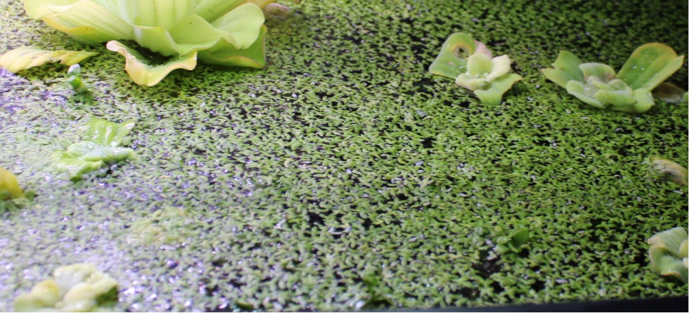 Duckweed - Fast-Growing Floating Aquarium Plant for Natural Algae Control & Fish Food