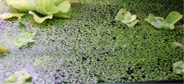 Duckweed