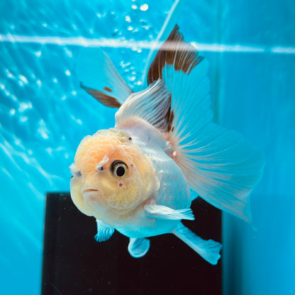 Thai Oranda 3"-4" Body Panda Direct From Farm (OUR CHOICE)