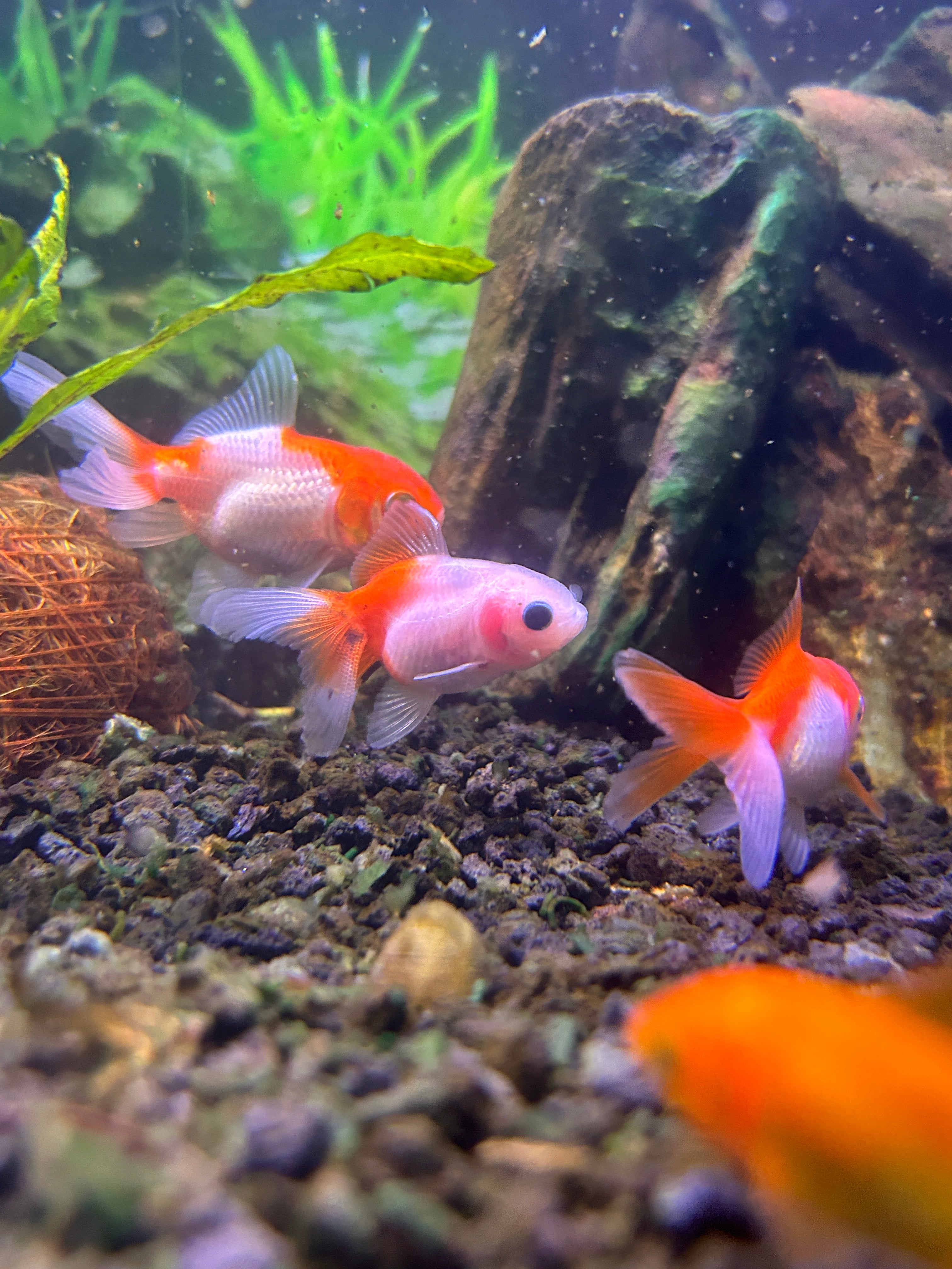 Thai Oranda Assorted Color 2.5" Body (Our Choice)