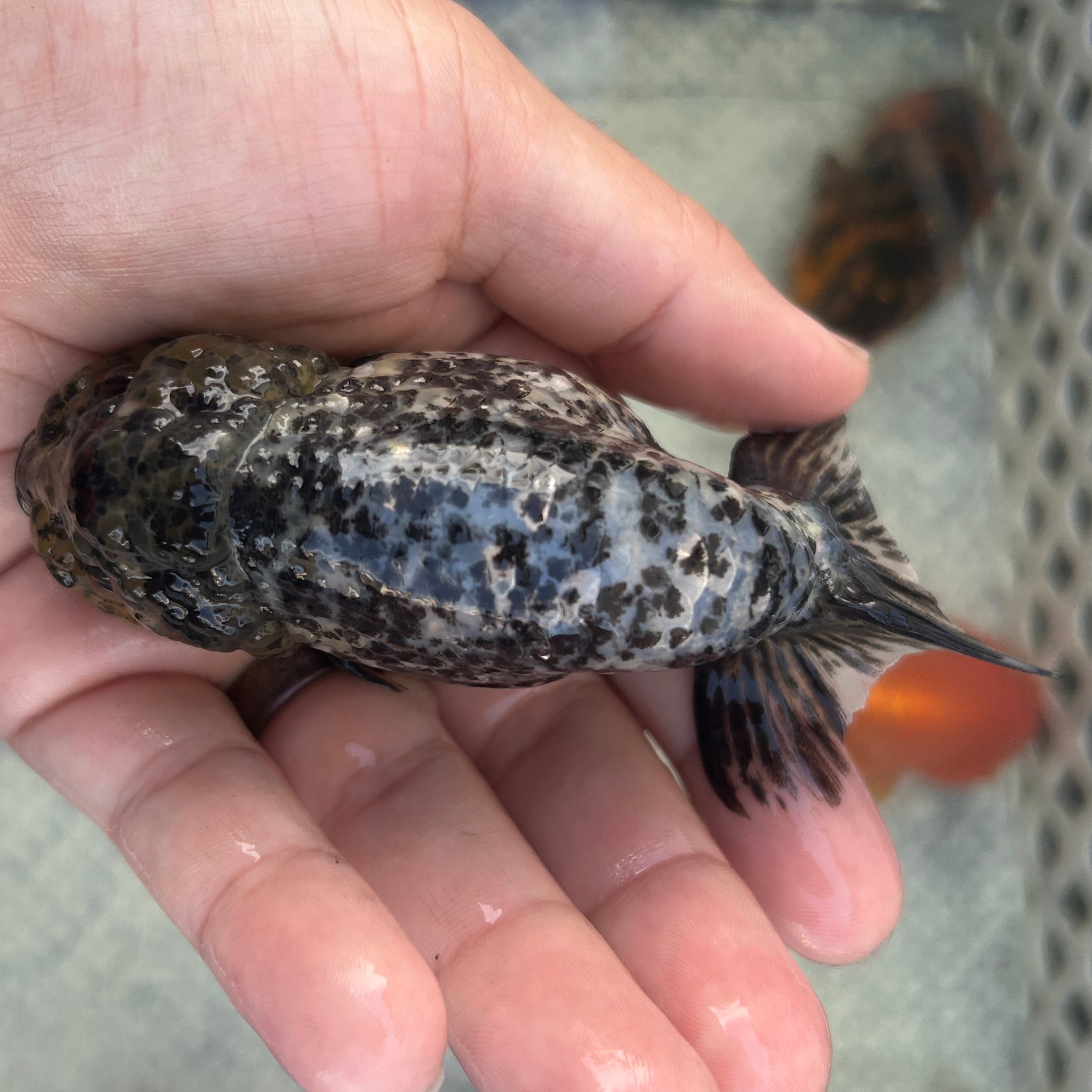 Live Premium Fancy Goldfish Thai Lionchu White Tiger 3.5” body Male 7 Months (JC-148) BlackTub#2