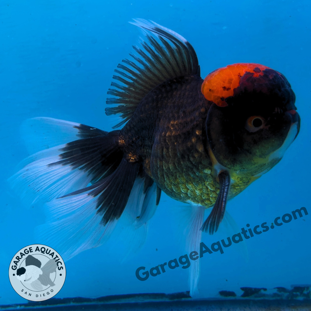 Live Premium Fancy Goldfish Thai Oranda Red Cap Black Body 3.5” body Male 8 Months (JC-109) Show Tank