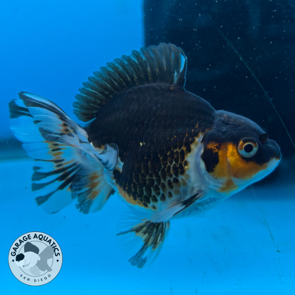 Thai Oranda Tri-Color Yuan Bao Short Tail Male 3” Body 7 Months (JC-037)