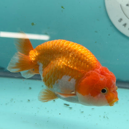 An orange and white ramsello fish swimming in a light blue aquarium tank, with a Garage Aquatics San Diego sticker on the back glass.